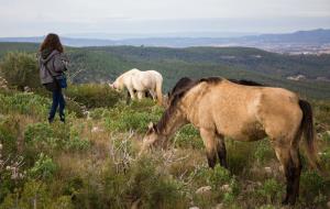 Una vintena de cavalls torna a recórrer el mil·lenari camí ramader de la Marina per passar l'hivern al Parc del Garraf