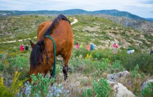 Una vintena de cavalls torna a recórrer el mil·lenari camí ramader de la Marina per passar l'hivern al Parc del Garraf