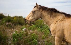 Una vintena de cavalls torna a recórrer el mil·lenari camí ramader de la Marina per passar l'hivern al Parc del Garraf