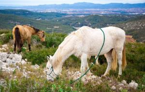 Una vintena de cavalls torna a recórrer el mil·lenari camí ramader de la Marina per passar l'hivern al Parc del Garraf