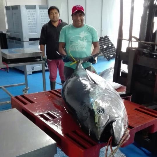 La barca 'Port de Vilanova' ha pescat avui sis tonyines vermelles d'una 40 quilos. Antonio Mullor