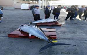 Uns pescadors vilanovins capturen tres tonyines vermelles, que han pesat 438 quilos