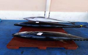 Uns pescadors vilanovins capturen tres tonyines vermelles, que han pesat 438 quilos