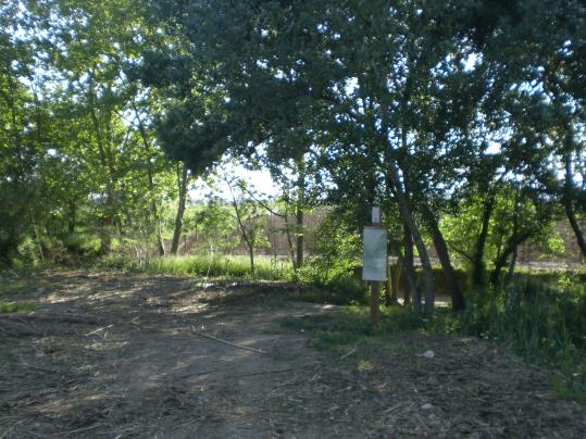 Plantació forestal a la riera de Llitrà