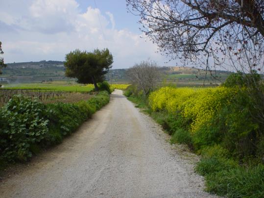 Les flors de Sant Pau