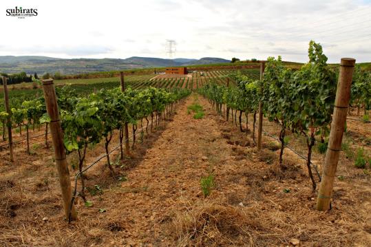 2na Passejada per la Capital de la Vinya en temps de verema
