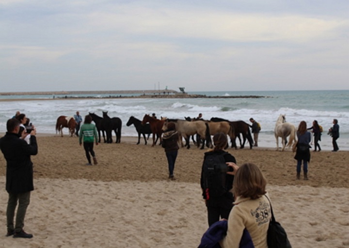 Els cavalls del Pirineu arriben a la platja de Ribes Roges