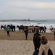 Els+cavalls+del+Pirineu+arriben+a+la+platja+de+Ribes+Roges