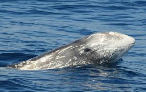 Albiren un dofí cap d'olla gris amb la seva cria a la costa del Garraf