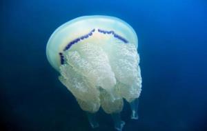 Alerta per la presència de meduses Rhizostoma pulmo des del Maresme fins a Cubelles. EIX