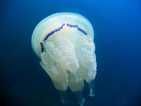 Alerta per la presÃ¨ncia de meduses Rhizostoma pulmo des del Maresme fins a Cubelles. EIX