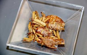 Alguns dels insectes que s'han pogut degustar en la presentació del cicle per divulgar nous hàbits alimentaris. ACN / Laura Cortés