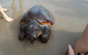 Apareix morta a la platja de Sitges una tortuga babaua de grans dimensions. Policia local de Sitges