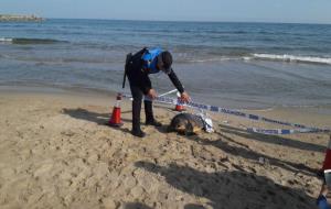 Apareix morta a la platja de Sitges una tortuga babaua de grans dimensions