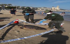 Apareix morta a la platja de Sitges una tortuga babaua de grans dimensions