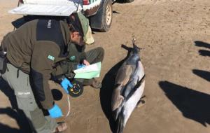 Apareix un dofí mort a la platja de Vilanova. EIX