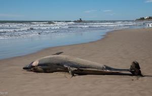 Apareix un dofí mort a la platja de Vilanova