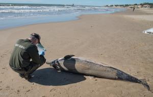 Apareix un dofí mort a la platja de Vilanova