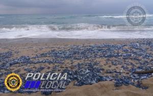 Apareixen milers de meduses a les platges del Garraf i Penedès. Policia local del Vendrel