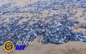 Apareixen milers de meduses a les platges del Garraf i Penedès
