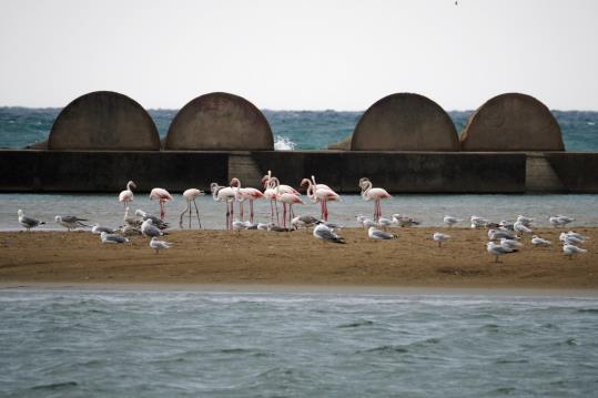 Aparició insòlita d’un grup de flamencs a la platja de Cubelles. ACN