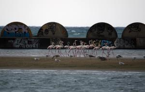 Aparició insòlita d’un grup de flamencs a la platja de Cubelles