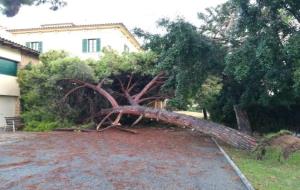 Arbres caiguts a Vilanova a causa de la pluja i el vent d'aquesta nit. Ajuntament de Vilanova