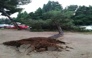 Arbres caiguts a Vilanova a causa de la pluja i el vent d'aquesta nit