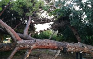 Arbres caiguts a Vilanova a causa de la pluja i el vent d'aquesta nit