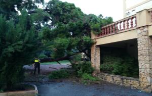 Arbres caiguts a Vilanova a causa de la pluja i el vent d'aquesta nit