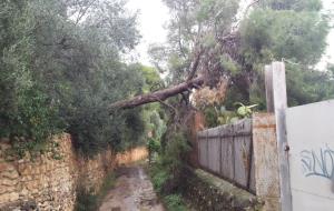 Arbres caiguts a Vilanova a causa de la pluja i el vent d'aquesta nit