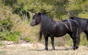 Arriben al Parc del Garraf set exemplars de poni pottoka provinents d’un zoo clausurat a Granada. ACN