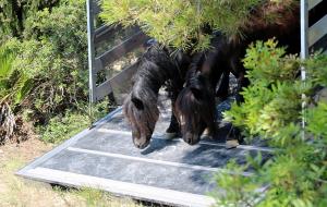Arriben al Parc del Garraf set exemplars de poni pottoka provinents d’un zoo clausurat a Granada