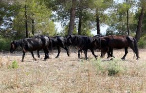 Arriben al Parc del Garraf set exemplars de poni pottoka provinents d’un zoo clausurat a Granada