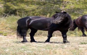 Arriben al Parc del Garraf set exemplars de poni pottoka provinents d’un zoo clausurat a Granada