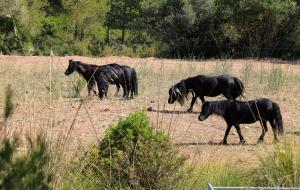 Arriben al Parc del Garraf set exemplars de poni pottoka provinents d’un zoo clausurat a Granada