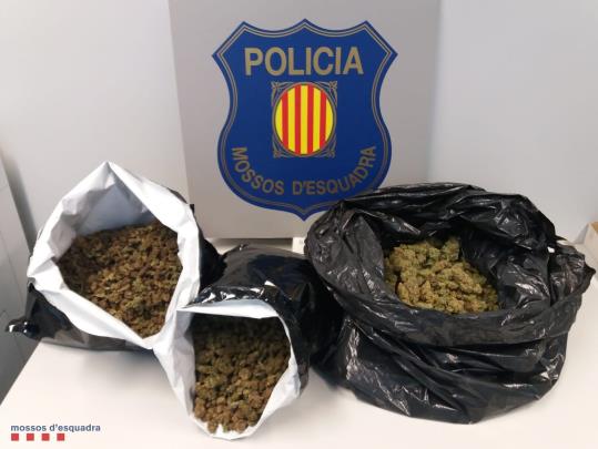 Cabdells de marihuana intervinguts pels Mossos d'Esquadra en un control de trànsit a Sant Sadurní d'Anoia el 25 d'octubre de 2018. Mossos d'Esquadra