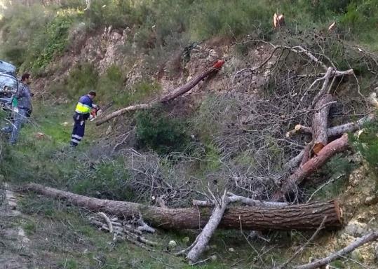 Canyelles fa una actuació especial de poda d'abres a Les Palmeres per motius de seguretat . Ajuntament de Canyelles