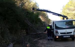 Canyelles fa una actuació especial de poda d'abres a Les Palmeres per motius de seguretat 