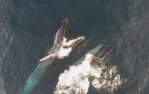 Capten imatges inèdites de dues balenes alimentant-se en superfície a la costa del Garraf . EDMAKTUB