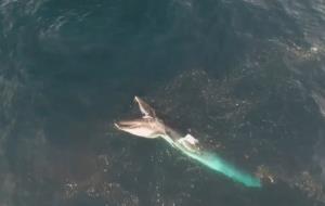 Capten imatges inèdites de dues balenes alimentant-se en superfície a la costa del Garraf 