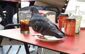 Colom a una terrassa de la rambla de Vilanvoa. Eix