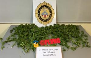 Denuncien un home de 40 anys després de confiscar-li al seu domicili diverses plantes de marihuana. Policia local de Vilanova