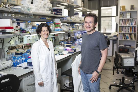 Descobreixen una proteïna clau en el desenvolupament de l'autisme. IRB Barcelona