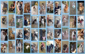 El CAAD Penedès posa en marxa una campanya d'adopcions de gossos de raça potencialment perillosa. EIX