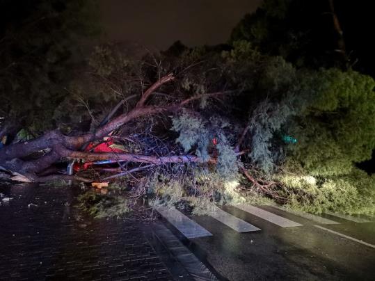 El passeig Vilanova de Sitges ha estat tallat aquesta nit mentre retiraven branques i arbres de la via pública. Bombers de Sitges