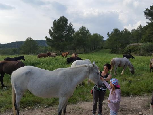 Els cavalls de la Fundació Miranda deixen el Parc del Garraf, camí del pla de l'Orri . Diputació de Barcelona