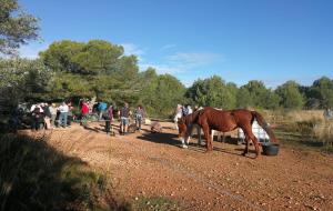 Els cavalls del Pirineu en transhumància arriben al Garraf per passar l'hivern