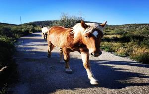 Els cavalls del Pirineu en transhumància arriben al Garraf per passar l'hivern