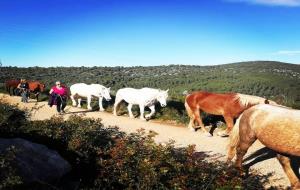 Els cavalls del Pirineu en transhumància arriben al Garraf per passar l'hivern